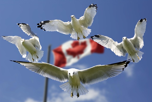Canadian financial education planning session